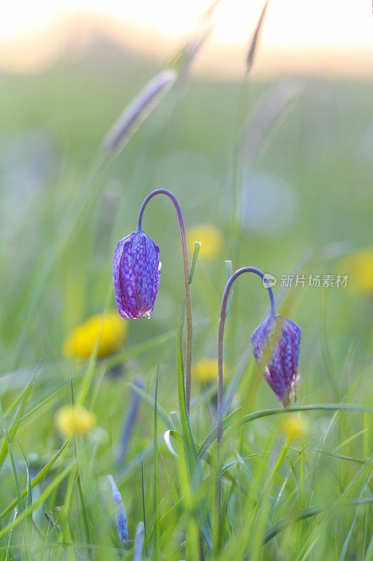 蛇头贝母(Fritillaria meleagris)在一个美丽的春天夕阳草场上